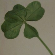 clover